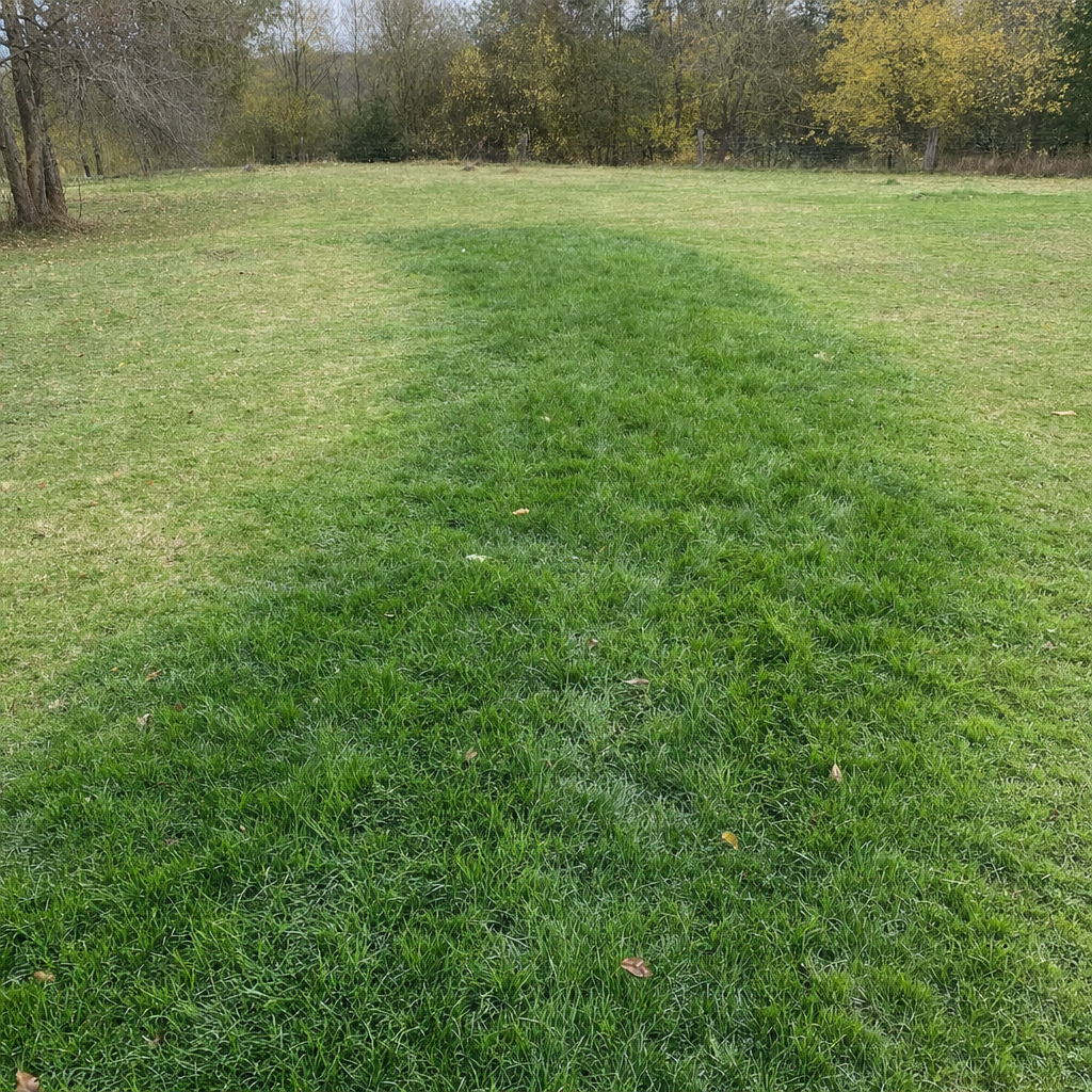 A soggy, unusually green patch of lawn over the drain field of a Draper home, a sign the septic tank needs pumping